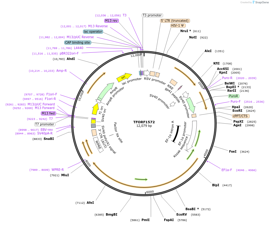 143525-plasmid-map-sequence-id-400408