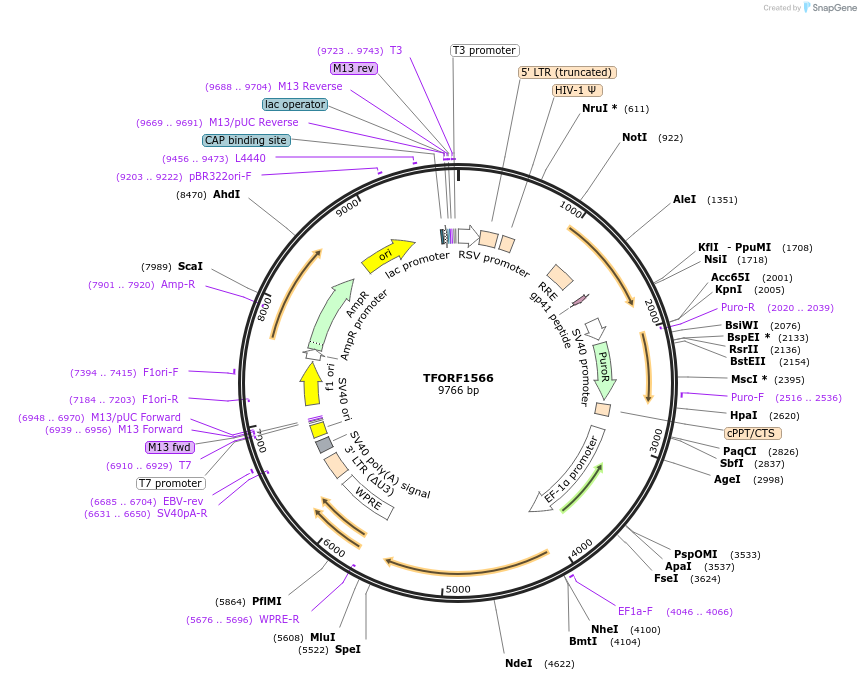 143523-plasmid-map-sequence-id-400409