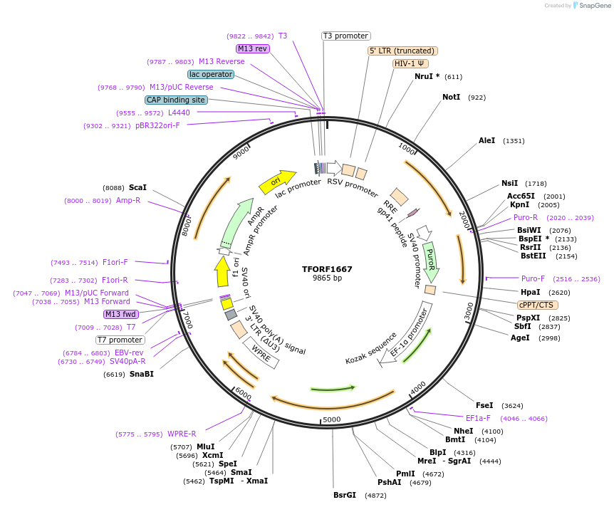 143534-plasmid-map-sequence-id-400411