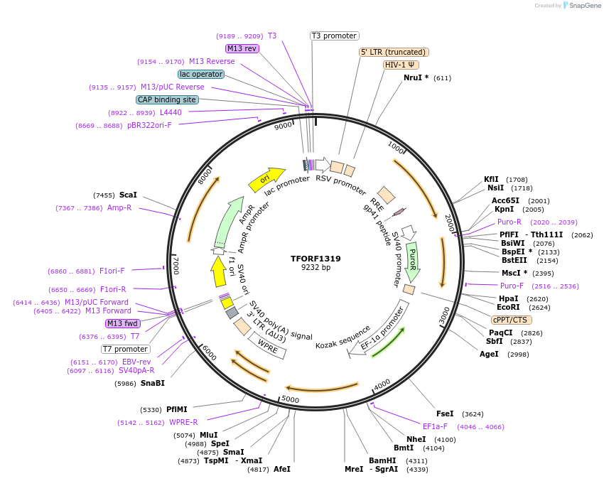 143490-plasmid-map-sequence-id-400416
