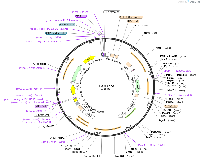 143543-plasmid-map-sequence-id-400417
