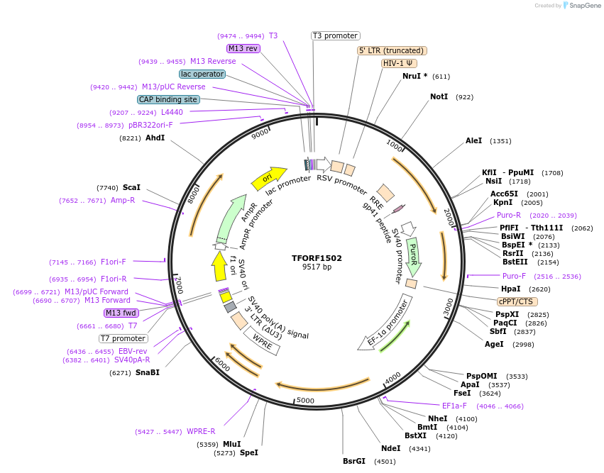 143507-plasmid-map-sequence-id-400420