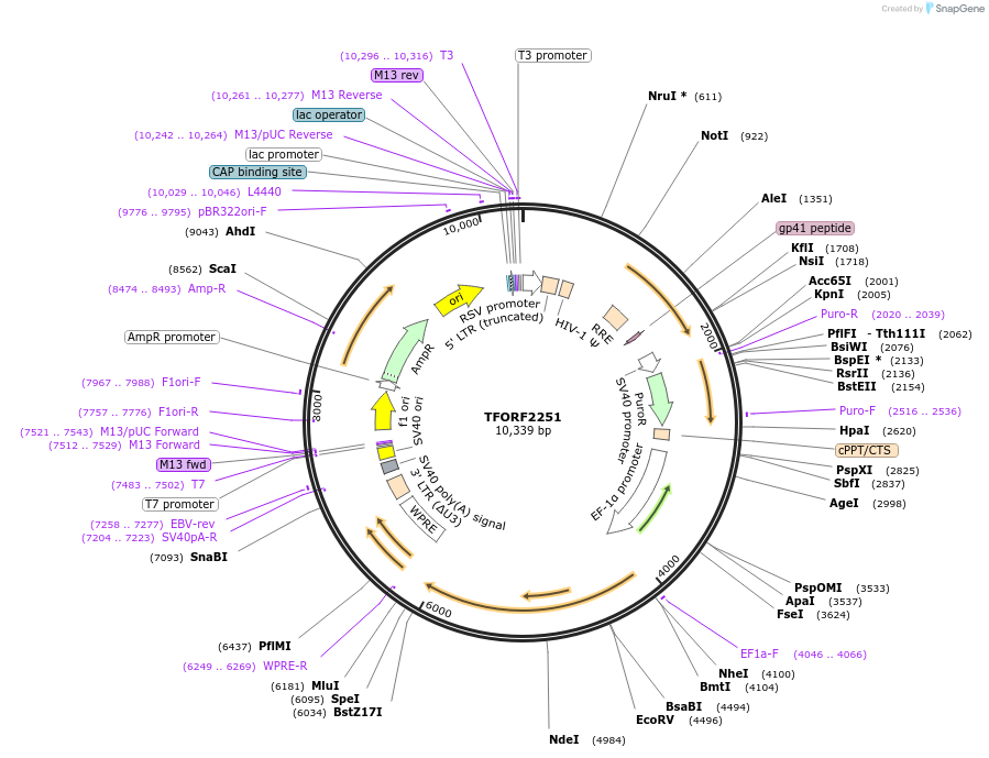 143580-plasmid-map-sequence-id-400421
