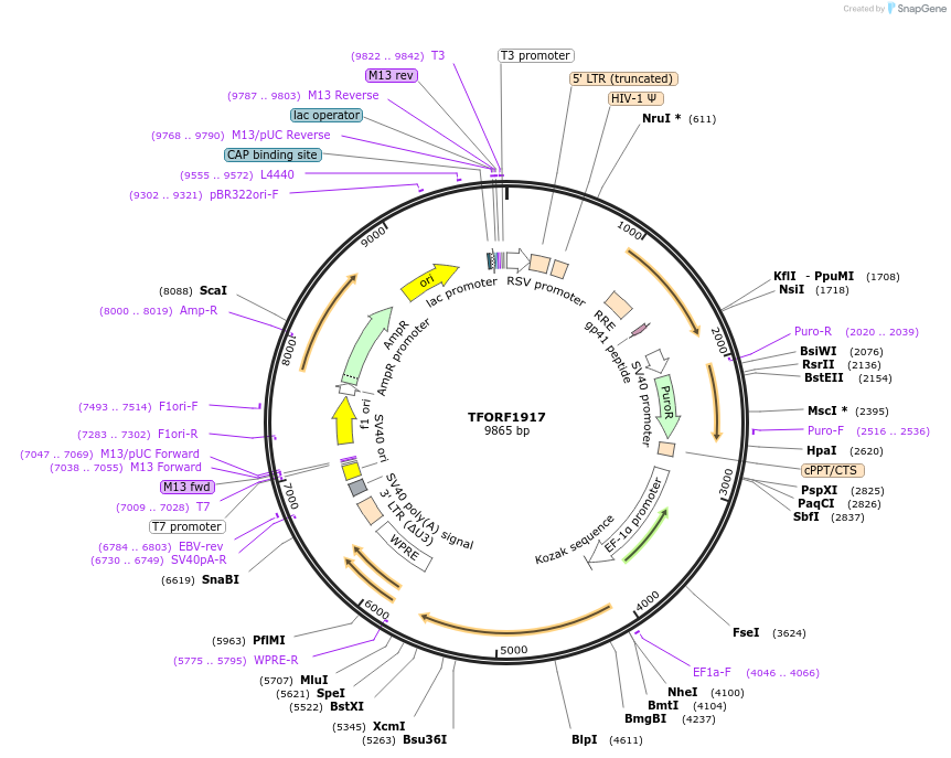 143554-plasmid-map-sequence-id-400423