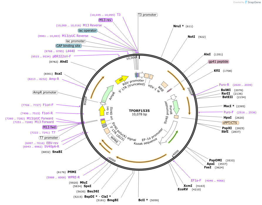 143517-plasmid-map-sequence-id-400426