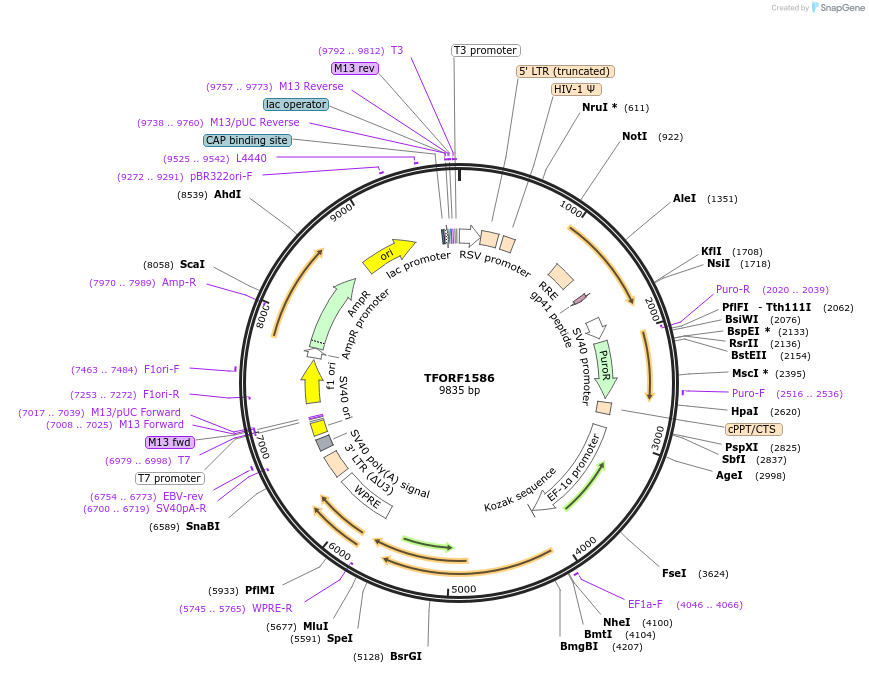 143528-plasmid-map-sequence-id-400428