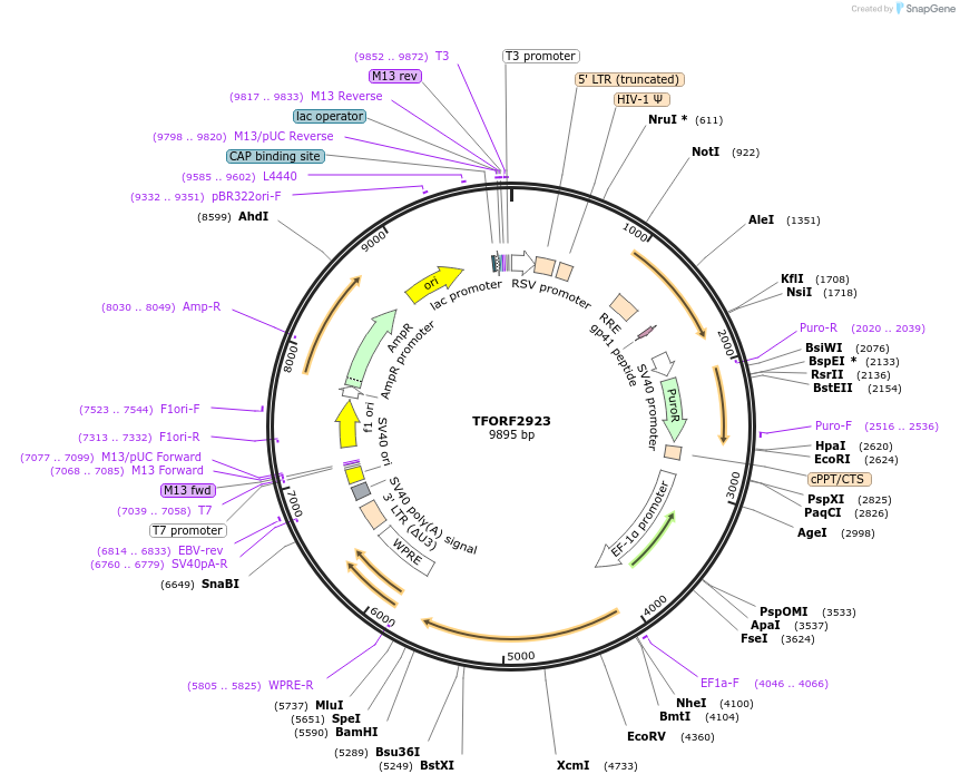 143674-plasmid-map-sequence-id-400431