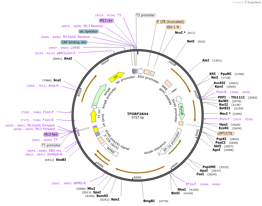 143636-plasmid-map-sequence-id-400435