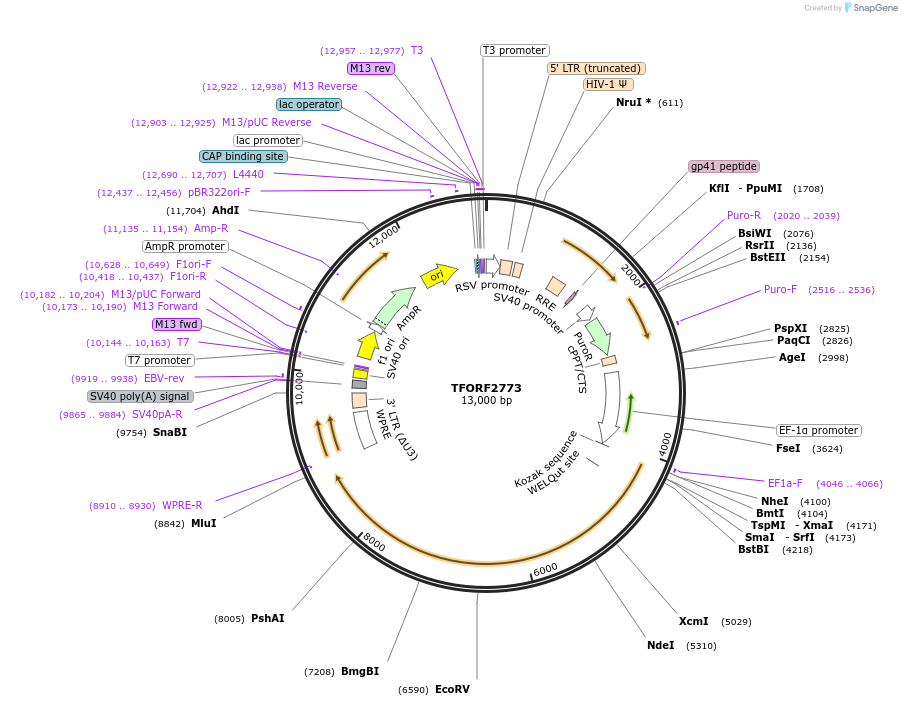 143615-plasmid-map-sequence-id-400439