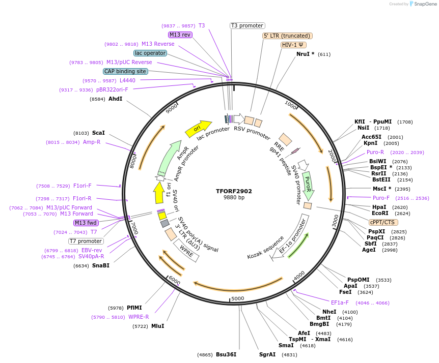 143658-plasmid-map-sequence-id-400440