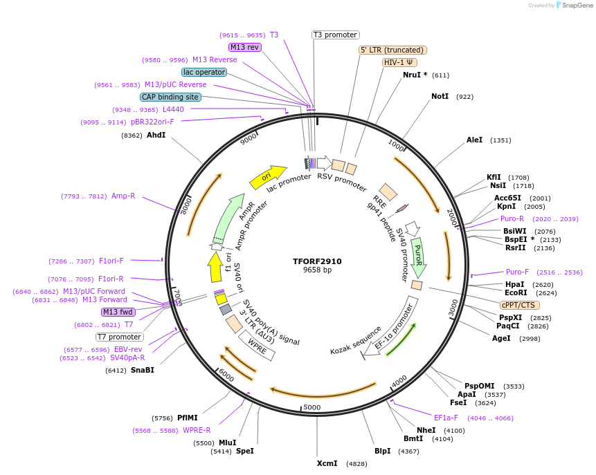 143665-plasmid-map-sequence-id-400441