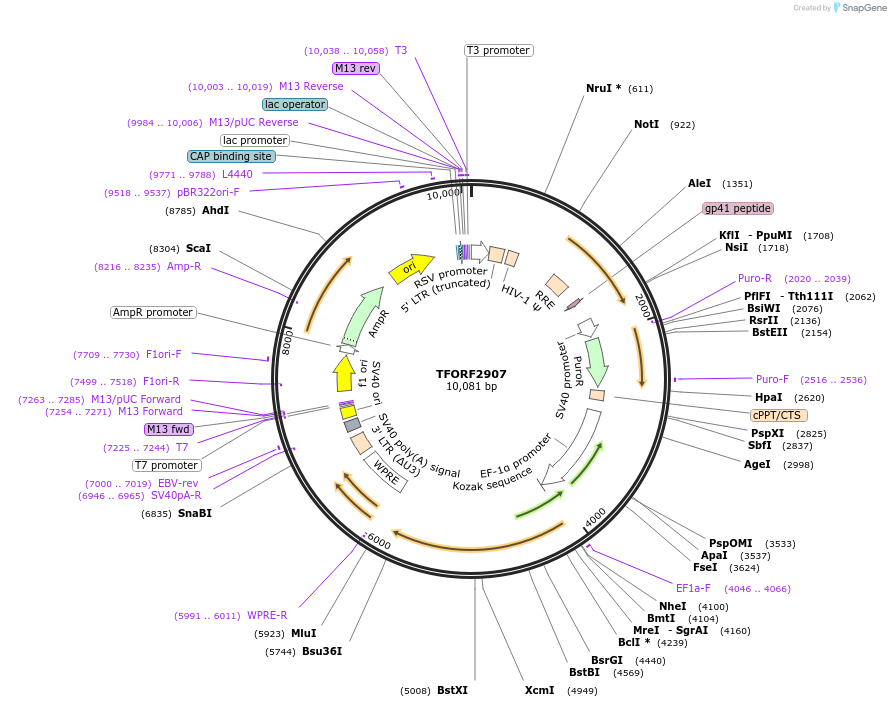 143662-plasmid-map-sequence-id-400442