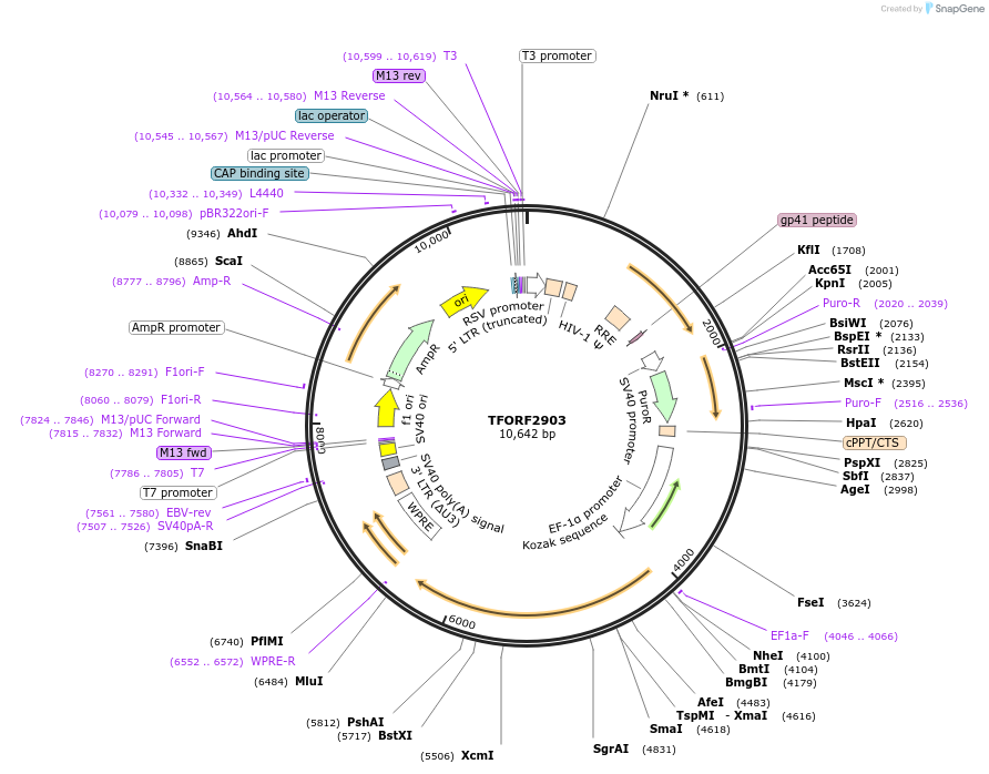 143659-plasmid-map-sequence-id-400444