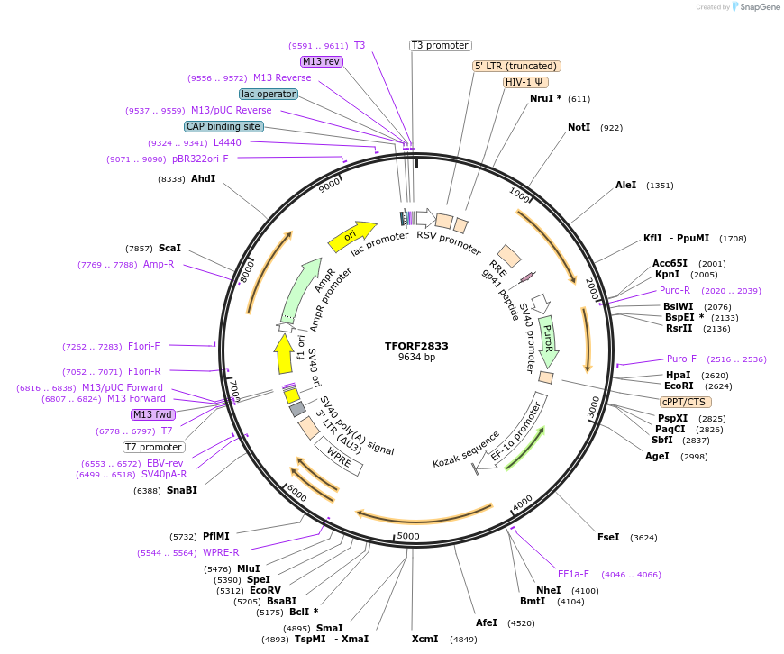 143633-plasmid-map-sequence-id-400445