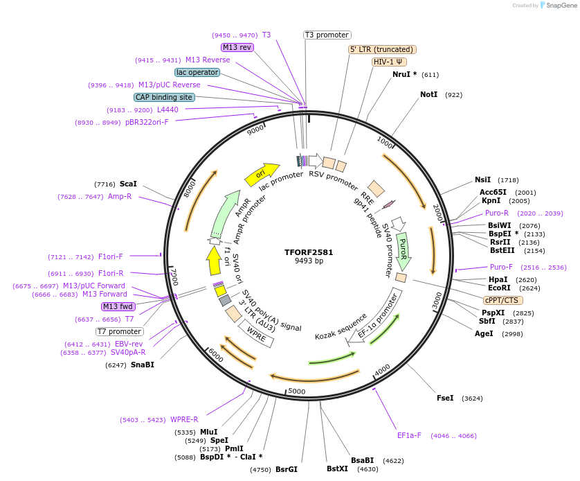 143592-plasmid-map-sequence-id-400446
