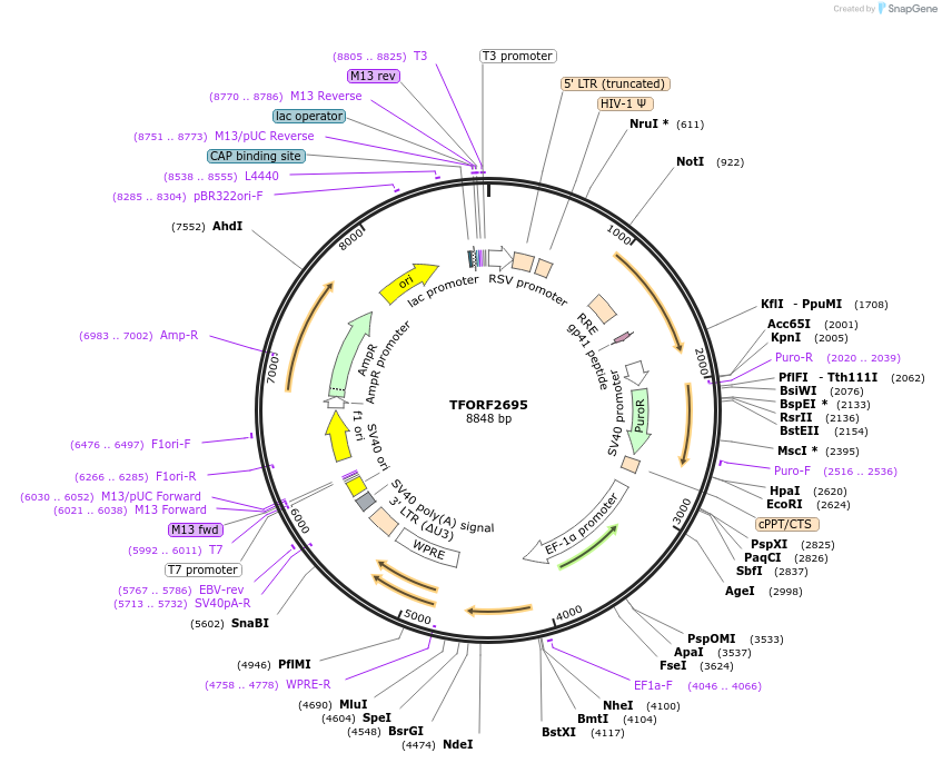 143600-plasmid-map-sequence-id-400447