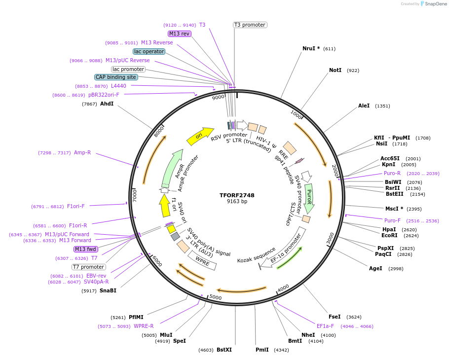 143607-plasmid-map-sequence-id-400448