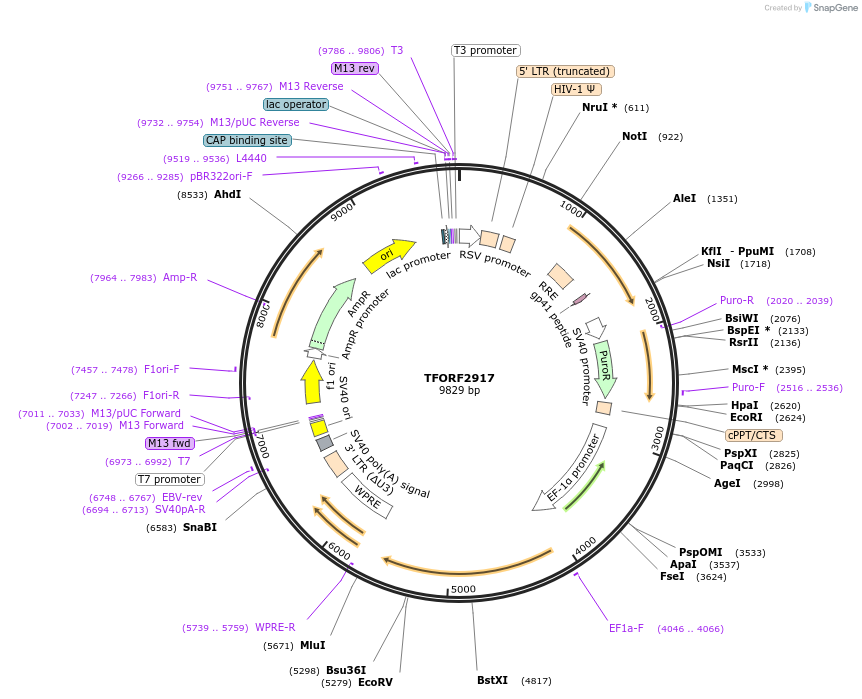 143671-plasmid-map-sequence-id-400449