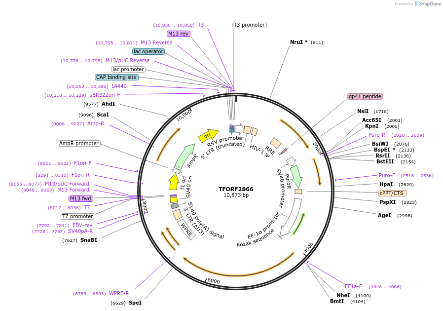143647-plasmid-map-sequence-id-400451