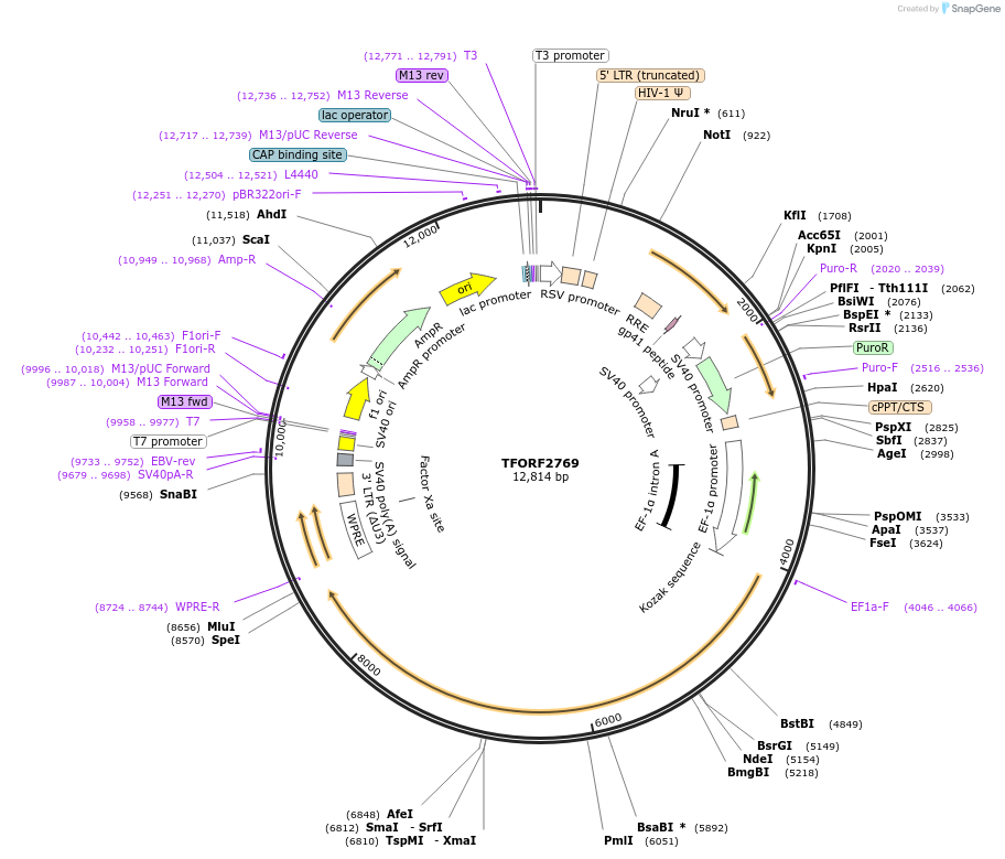 143612-plasmid-map-sequence-id-400453