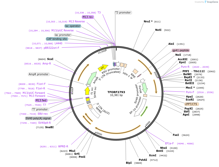 143619-plasmid-map-sequence-id-400454