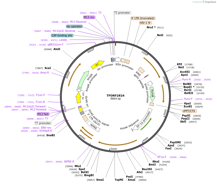 143630-plasmid-map-sequence-id-400457