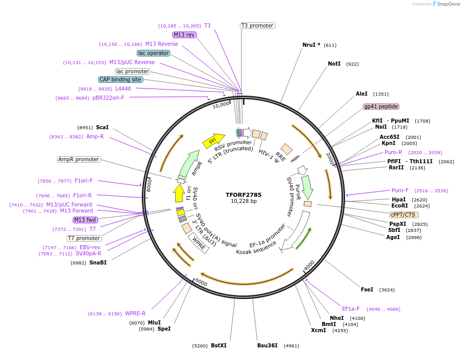 143618-plasmid-map-sequence-id-400458
