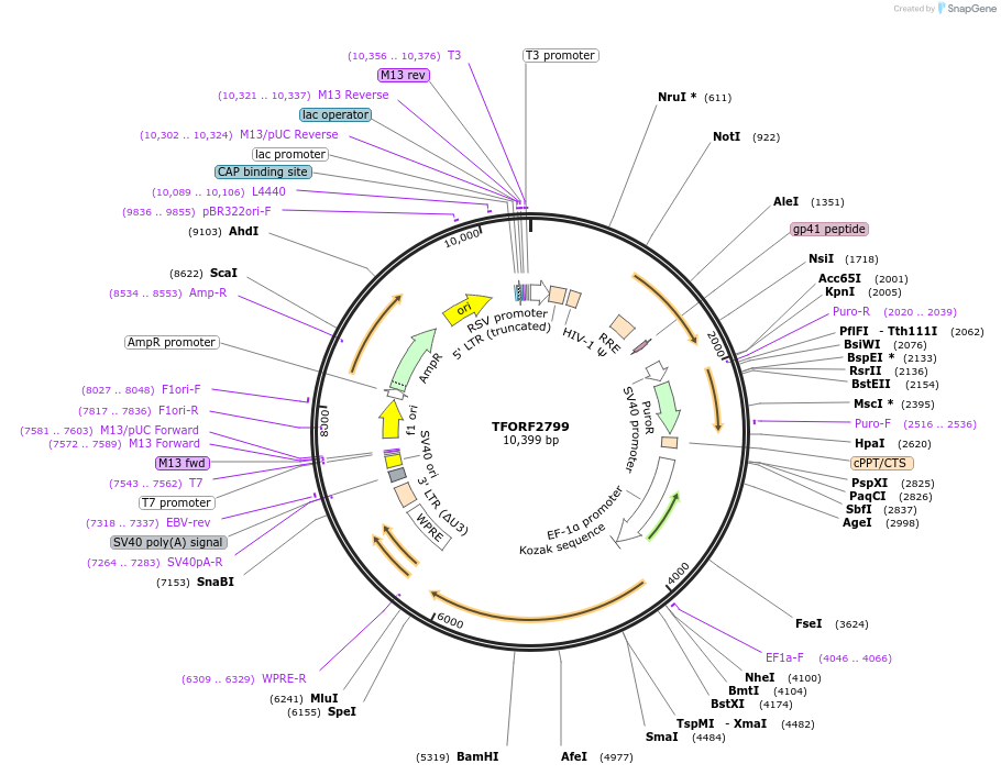 143620-plasmid-map-sequence-id-400459