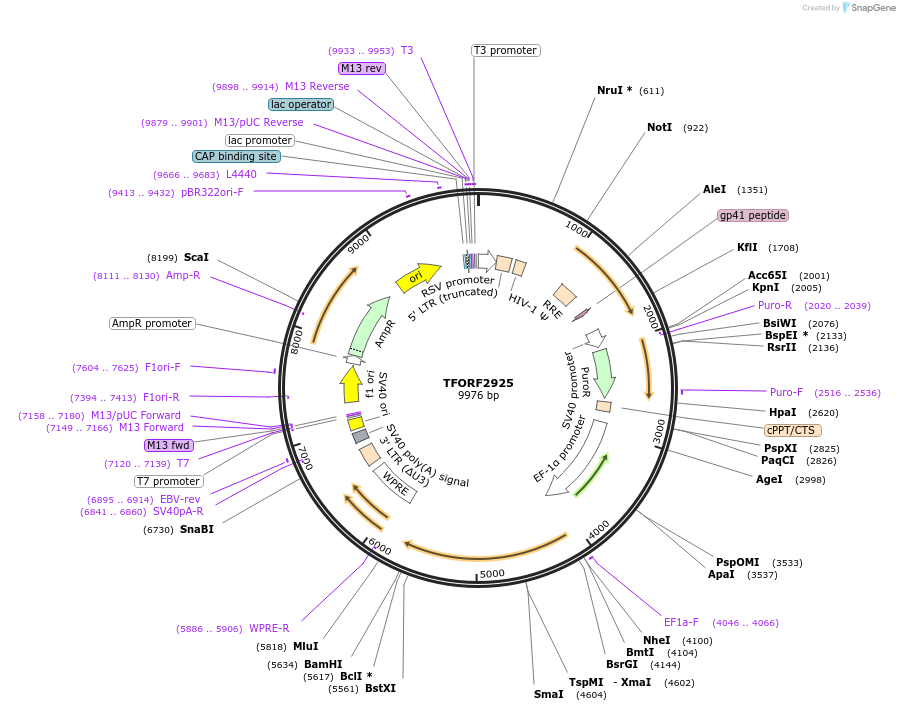 143676-plasmid-map-sequence-id-400463