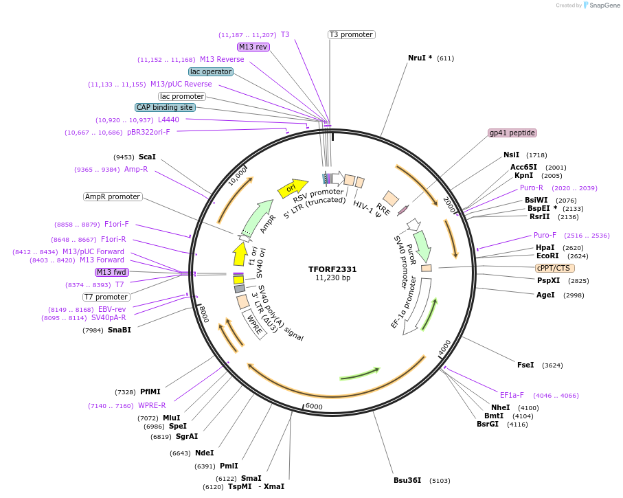 143587-plasmid-map-sequence-id-400465