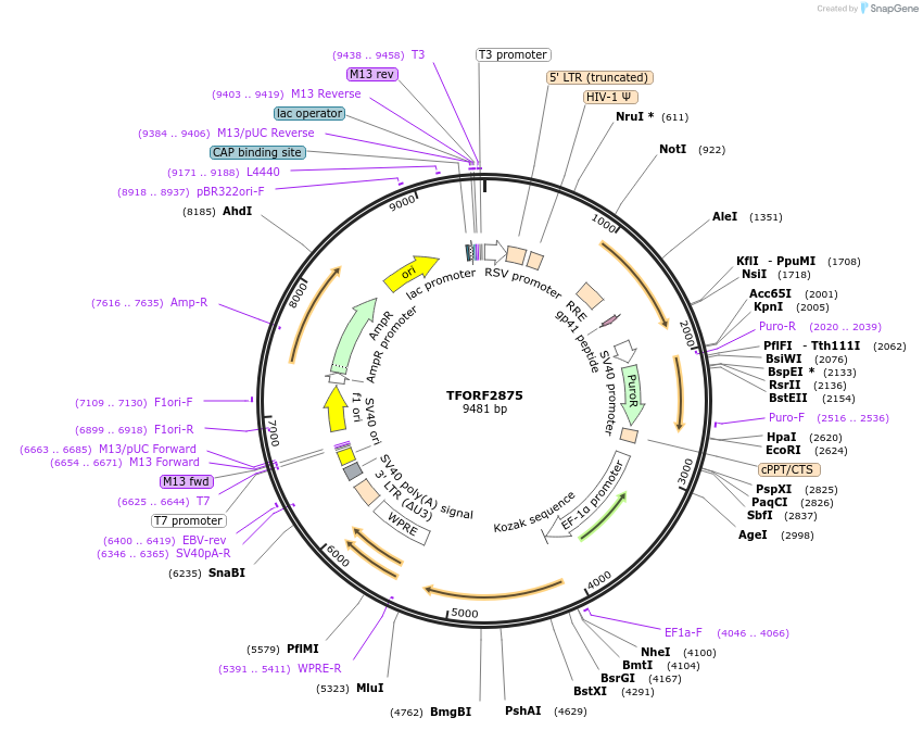 143650-plasmid-map-sequence-id-400466