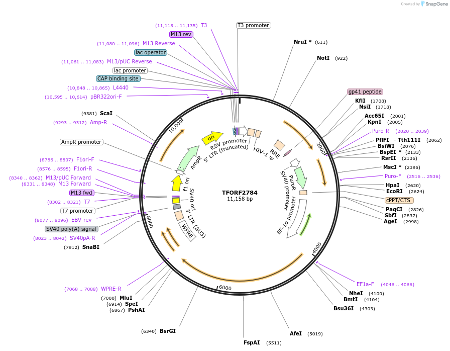 143617-plasmid-map-sequence-id-400469