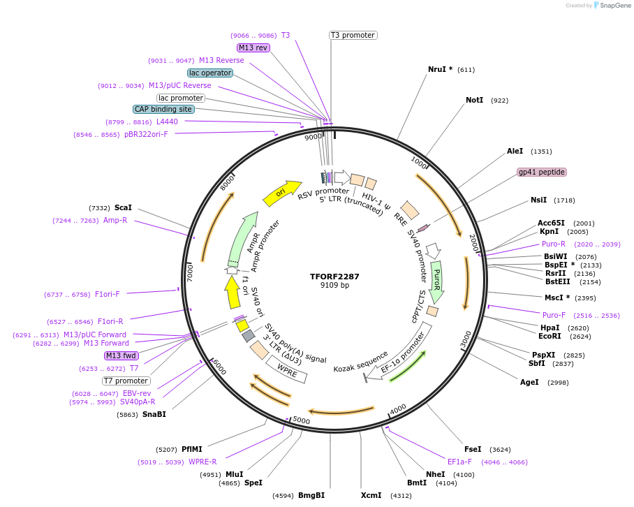 143584-plasmid-map-sequence-id-400470
