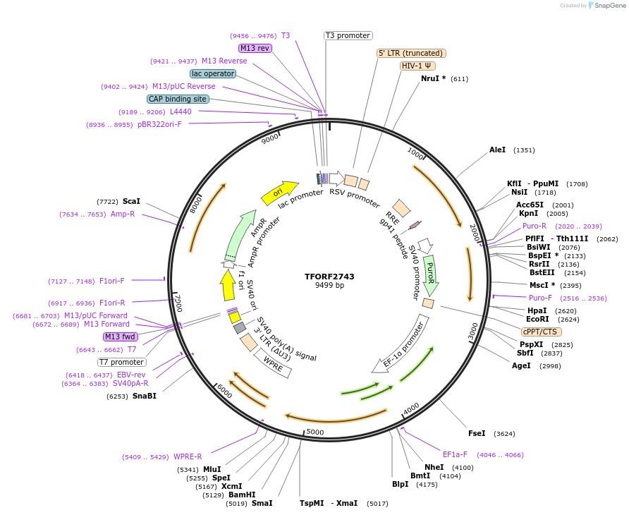 143604-plasmid-map-sequence-id-400471