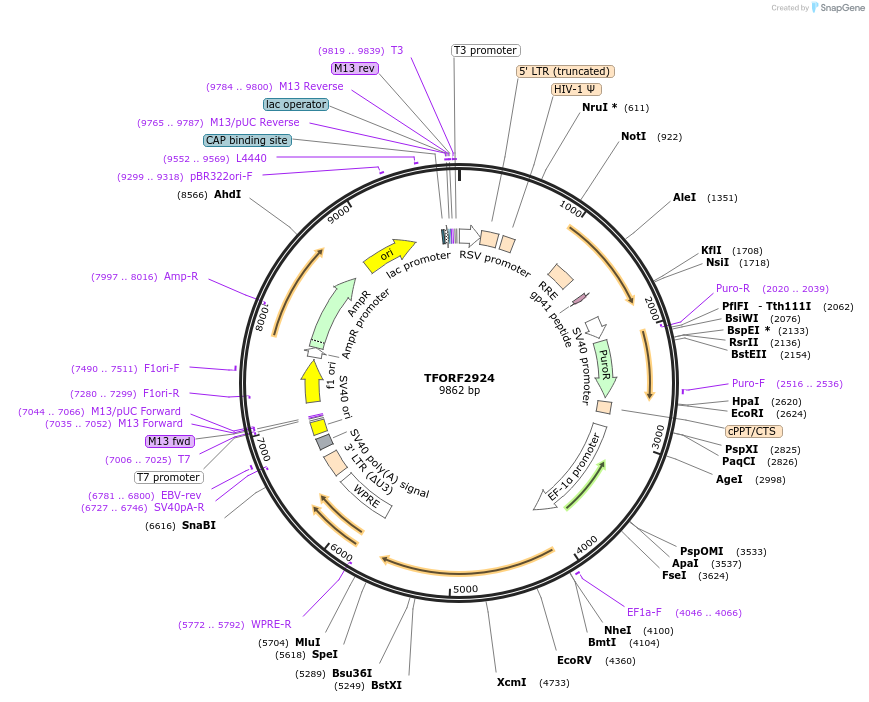 143675-plasmid-map-sequence-id-400472