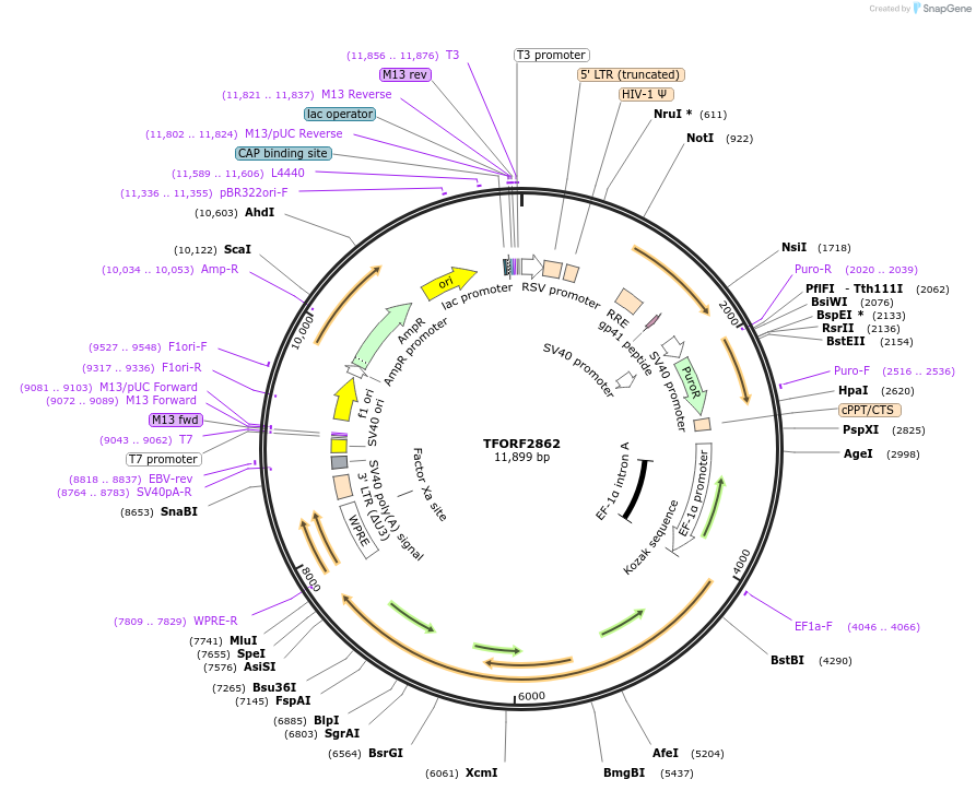 143645-plasmid-map-sequence-id-400473