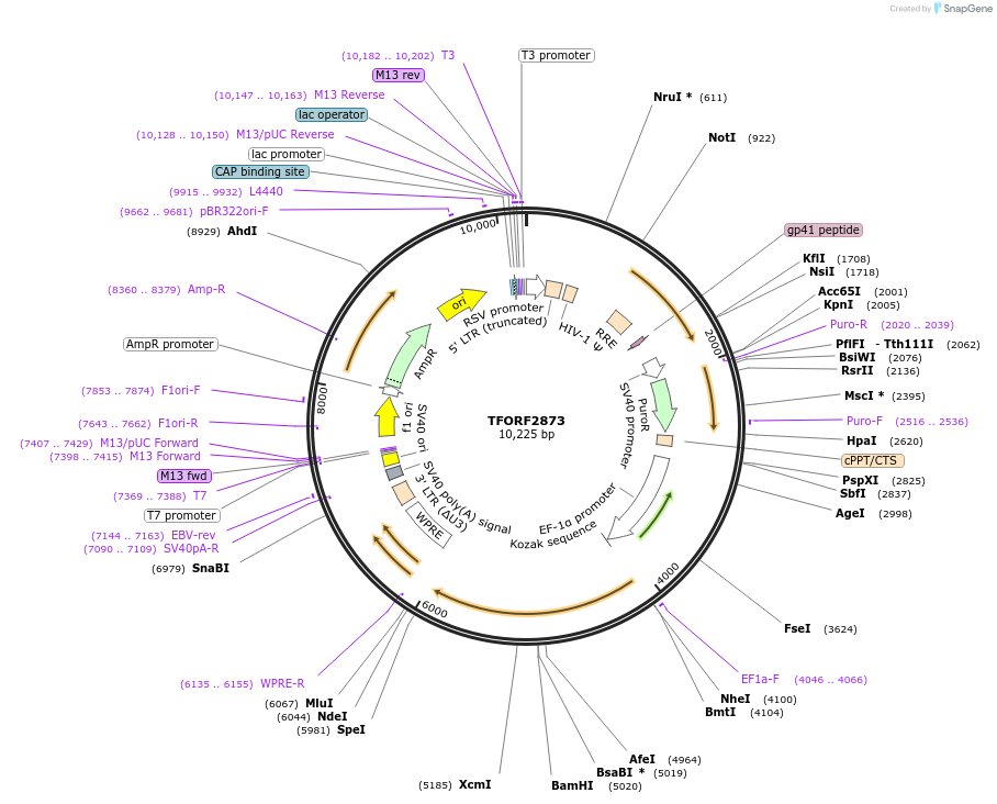 143648-plasmid-map-sequence-id-400475