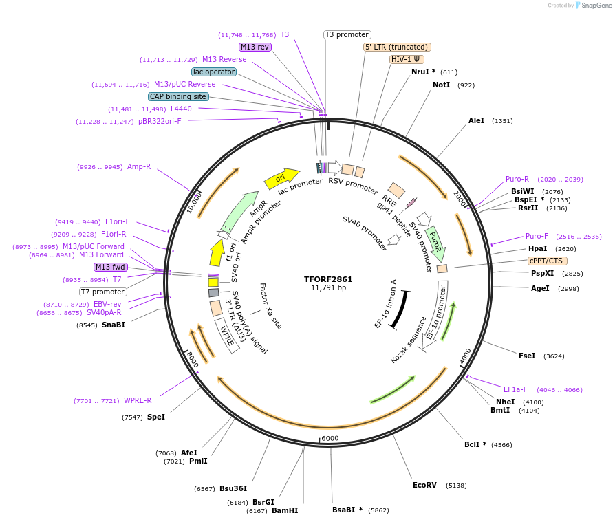 143644-plasmid-map-sequence-id-400477