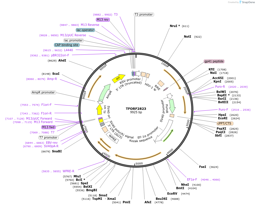 143629-plasmid-map-sequence-id-400478
