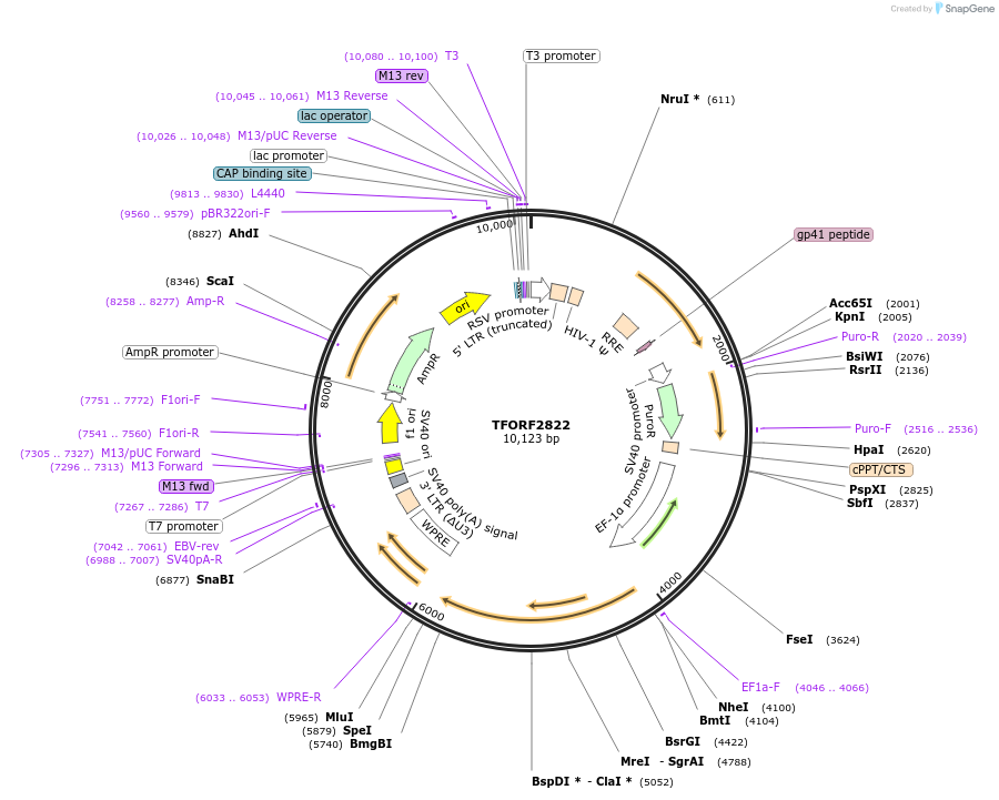 143628-plasmid-map-sequence-id-400481