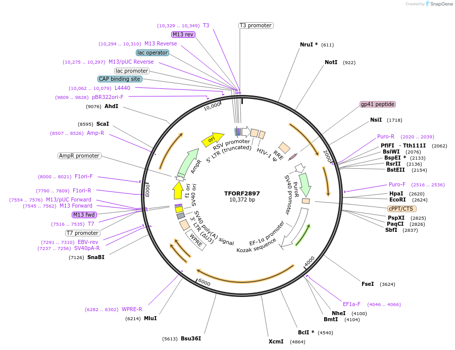 143656-plasmid-map-sequence-id-400482