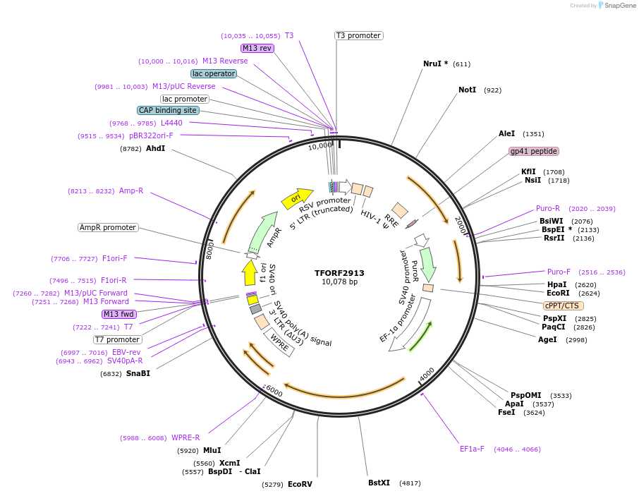143668-plasmid-map-sequence-id-400483