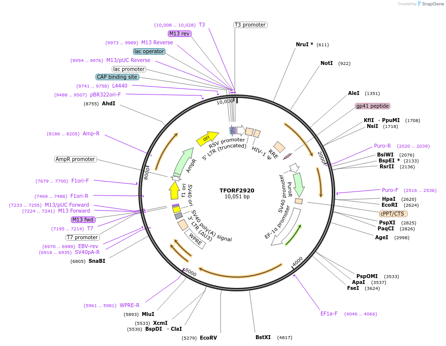 143672-plasmid-map-sequence-id-400486
