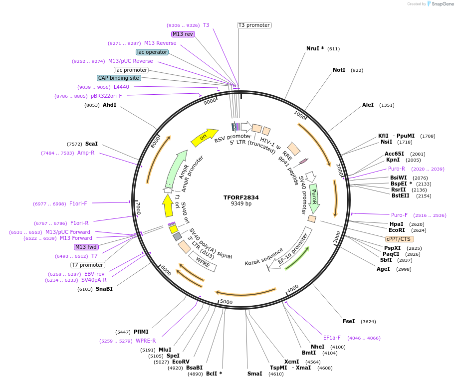143634-plasmid-map-sequence-id-400490