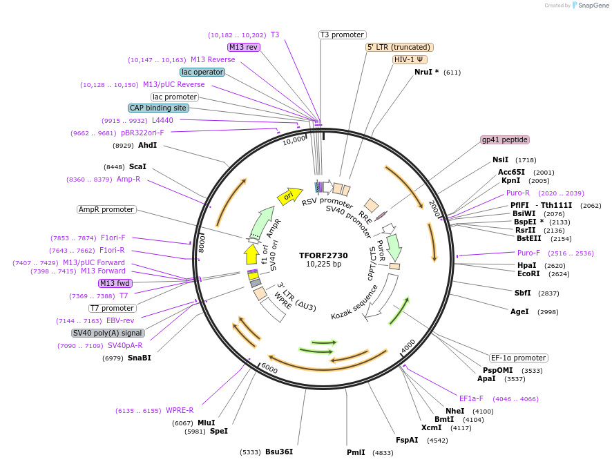 143602-plasmid-map-sequence-id-400495
