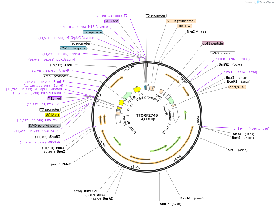 143605-plasmid-map-sequence-id-400496