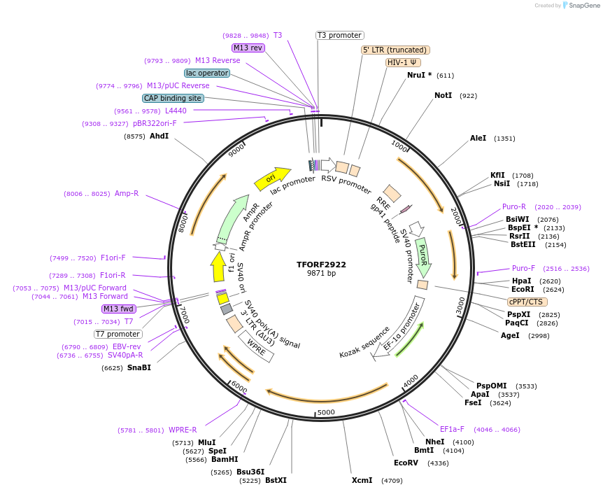 143673-plasmid-map-sequence-id-400497