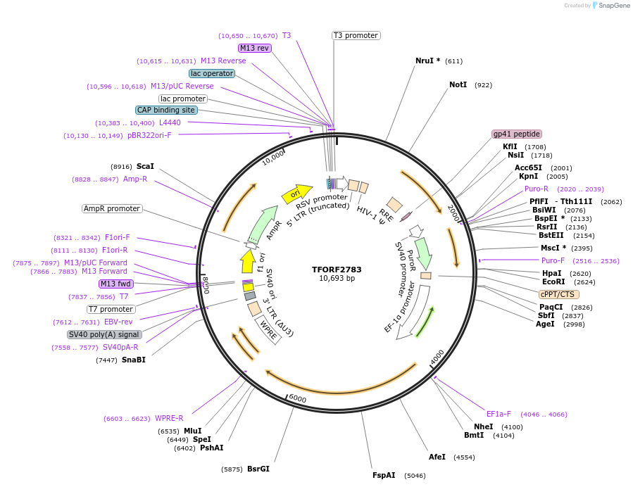 143616-plasmid-map-sequence-id-400500