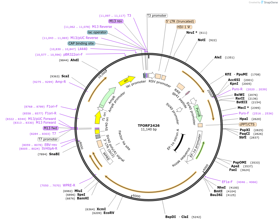144022-plasmid-map-sequence-id-400501