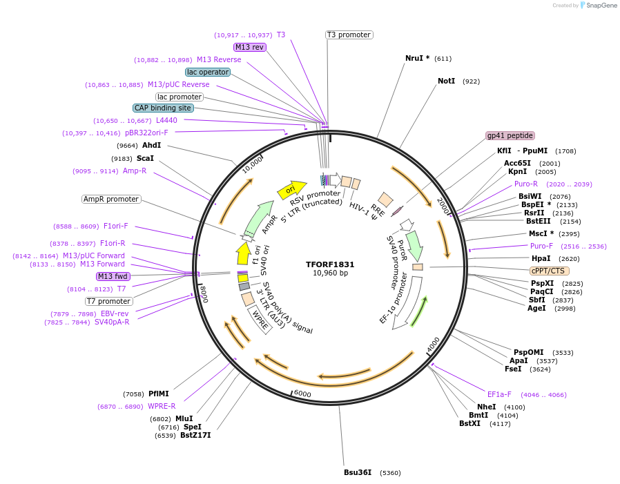143982-plasmid-map-sequence-id-400502